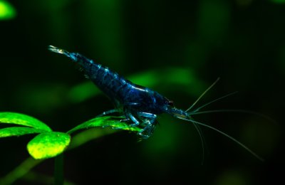 Blaue Rili Garnele (Neocaridina davidi)